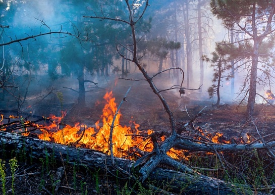 «Ясный горизонт» — интеллектуальная система общественного реагирования на ландшафтные пожары