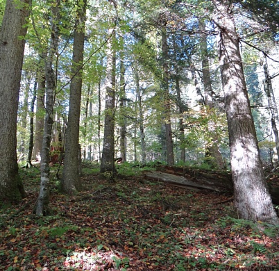 Геонформационная система «Леса высокой природоохранной ценности»: как устроен инструмент мониторинга ценных лесов