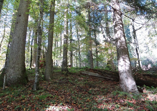 Геонформационная система «Леса высокой природоохранной ценности»: как устроен инструмент мониторинга ценных лесов