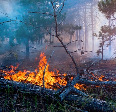 «Ясный горизонт» — интеллектуальная система общественного реагирования на ландшафтные пожары
